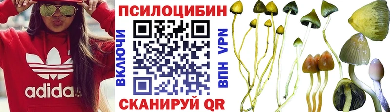 купить   Могоча  Псилоцибиновые грибы Cubensis 